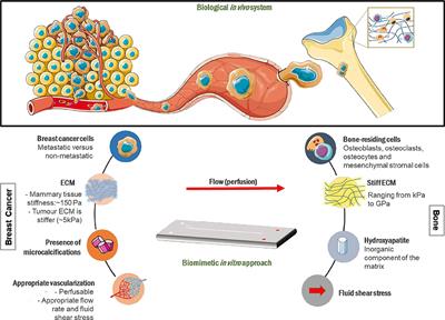 Embracing Mechanobiology in Next Generation Organ-On-A-Chip Models of Bone Metastasis